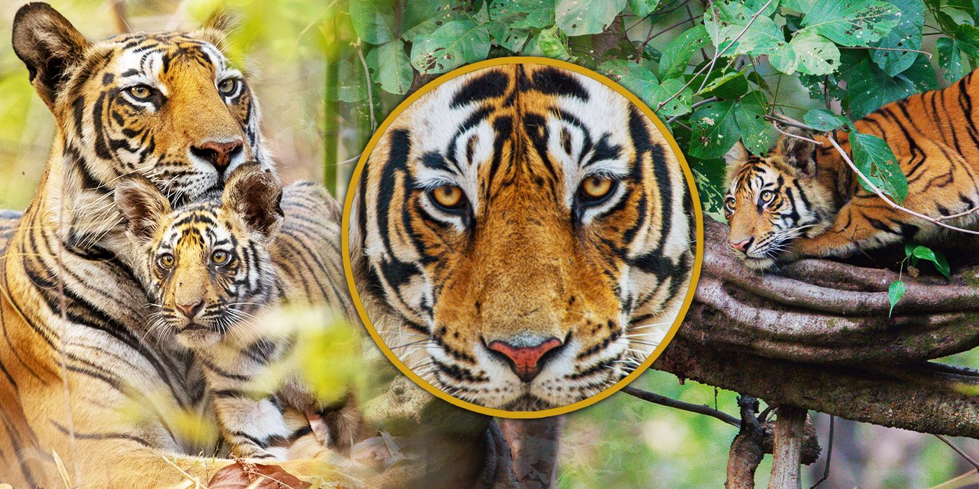 El productor de Tiger, Roy Conli, habla sobre la elaboración de la historia de un documental sobre la naturaleza