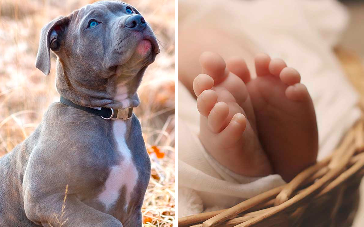 Ataque fatal de dos pitbulls a un bebé de 15 meses en Italia