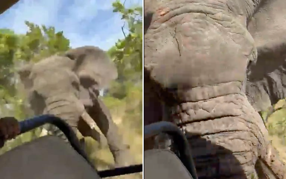 Elefante ataca a un grupo de turistas y mata a una mujer en safari de Zambia | Video