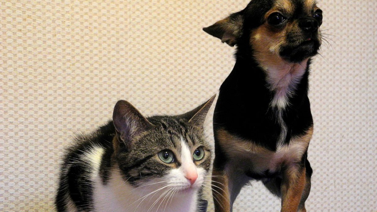 Esta es la multa por no registrar a tu mascota en el RUAC de CDMX