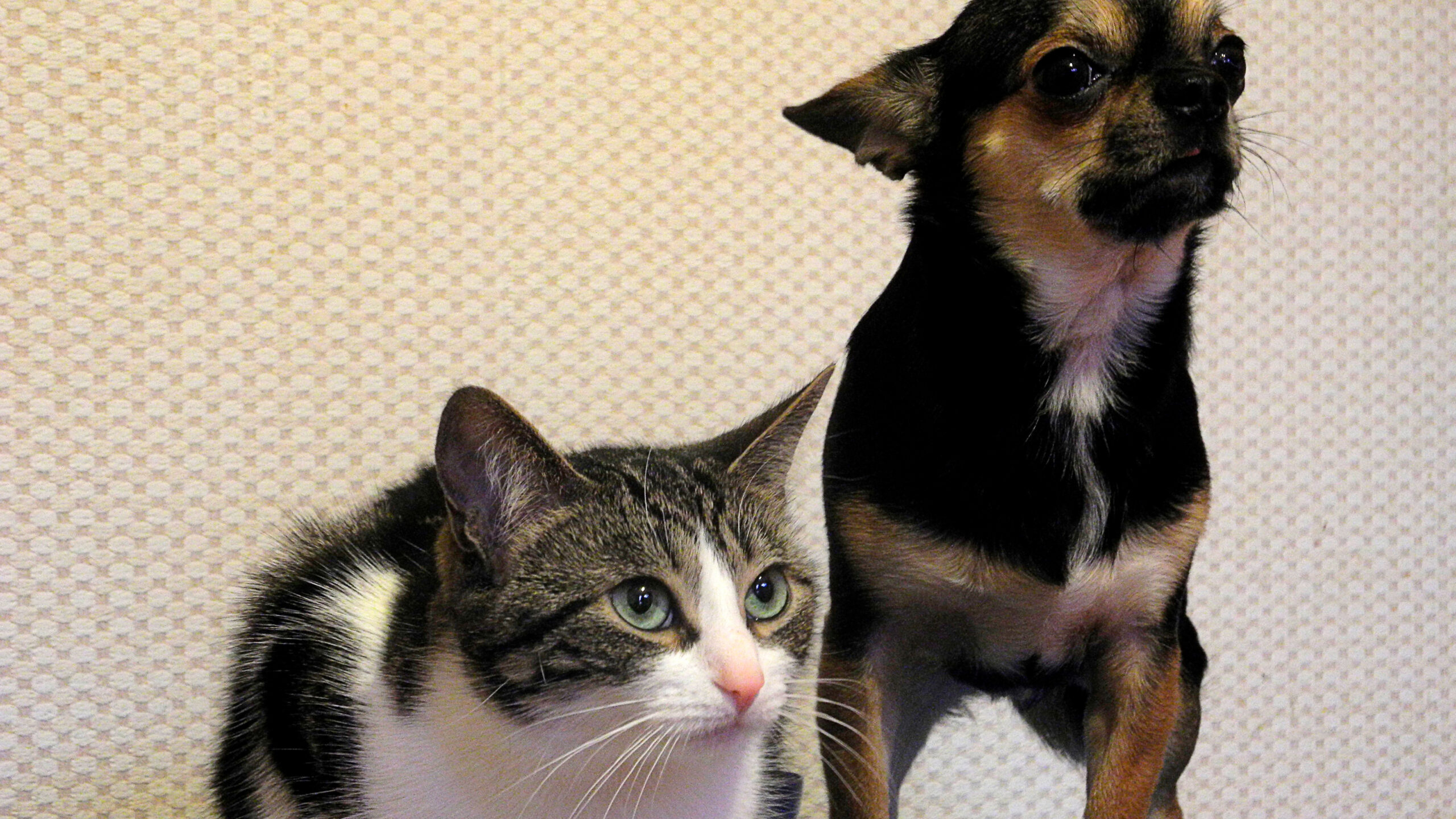 Esta es la multa por no registrar a tu mascota en el RUAC de CDMX