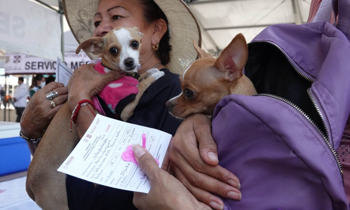 Por ley, deberán inscribir en registro a animales de compañía en CDMX | Video