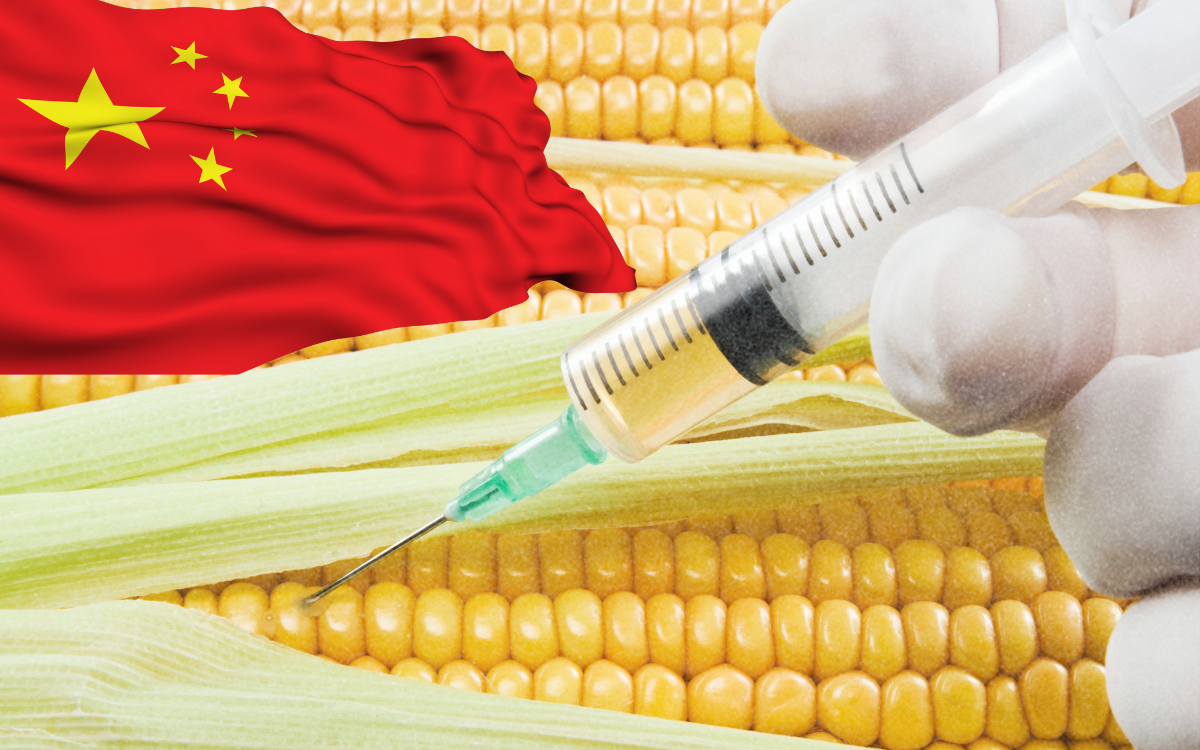 China autoriza primer trigo ‘editado’ genéticamente