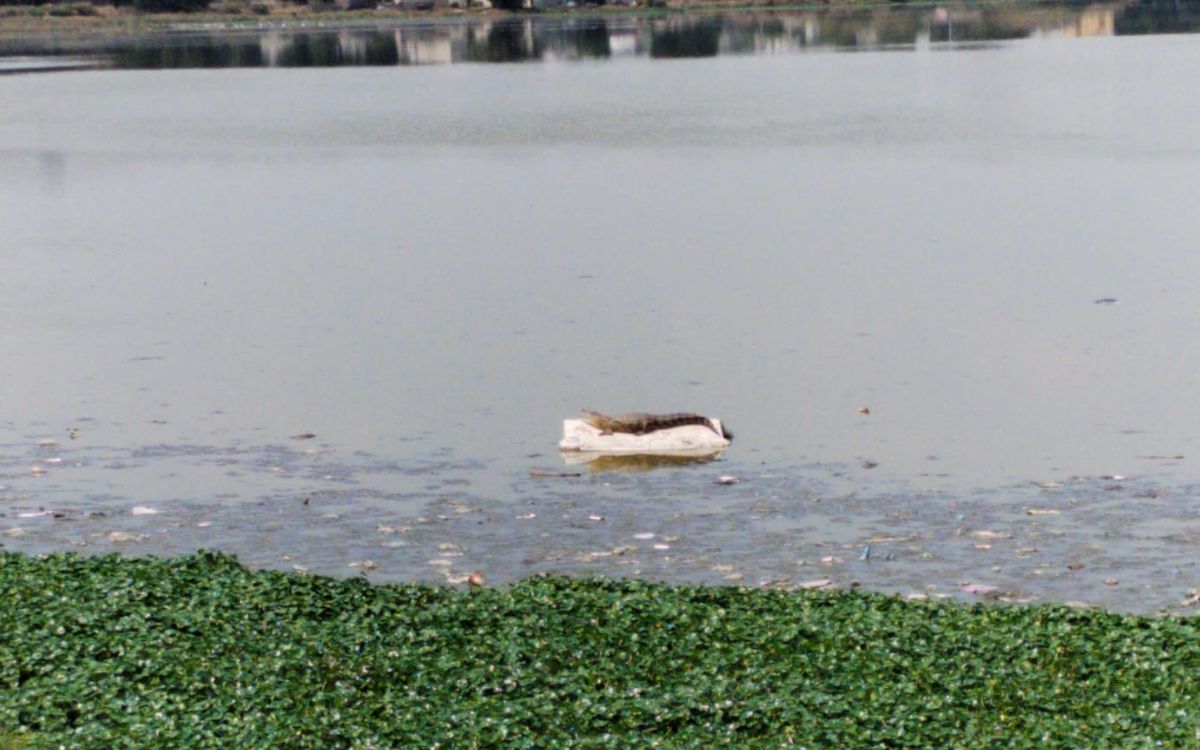 Edomex: Secretaría de Seguridad resguarda Laguna La Piedad por cocodrilo que vive en sus aguas contaminadas