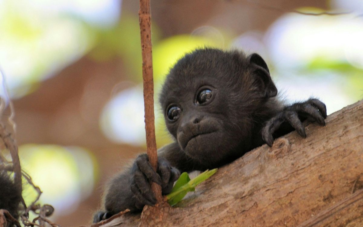 En México hay 2 mil 600 especies en riesgo: Galindo Leal