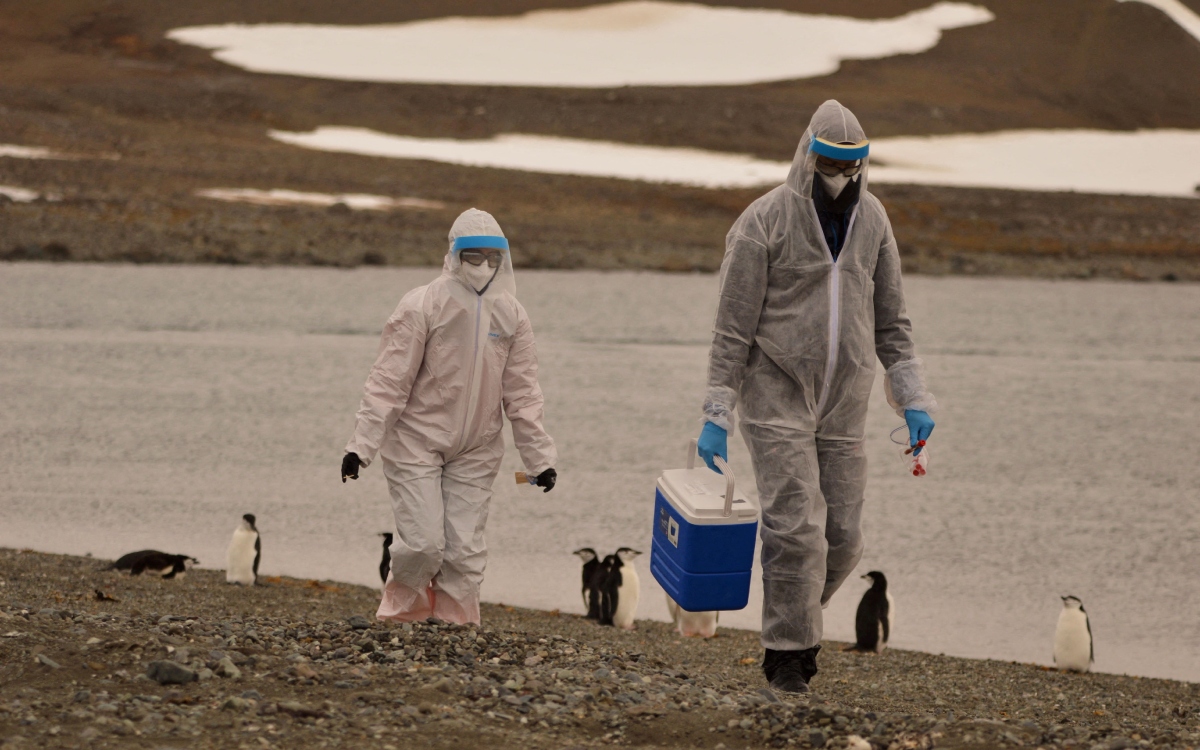 La OMS asegura que hay una ‘epizootia mundial’ de gripe aviar