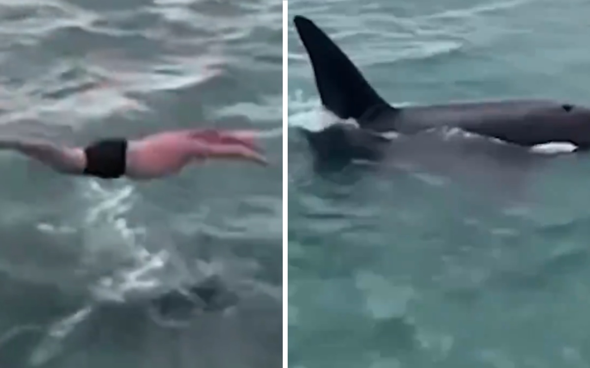Multan a un hombre por lanzarse contra una orca y su cría | Video