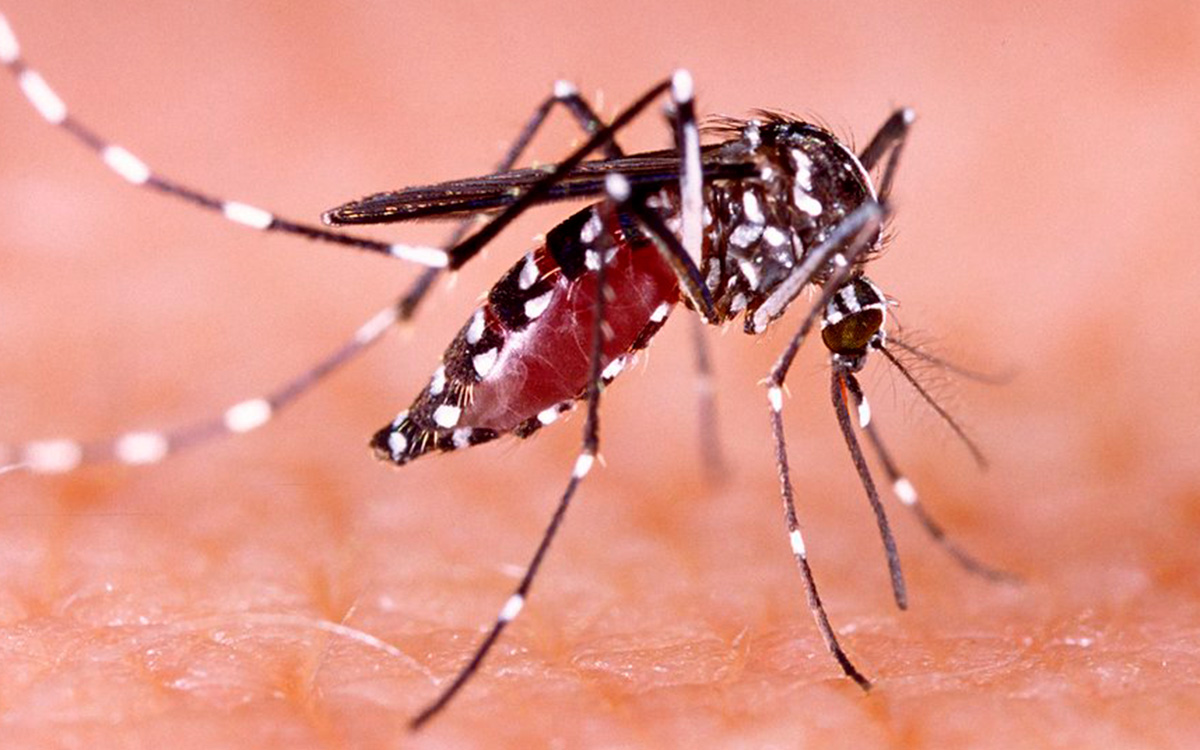 EU alerta por dengue en el país tras dispararse casos en el mundo