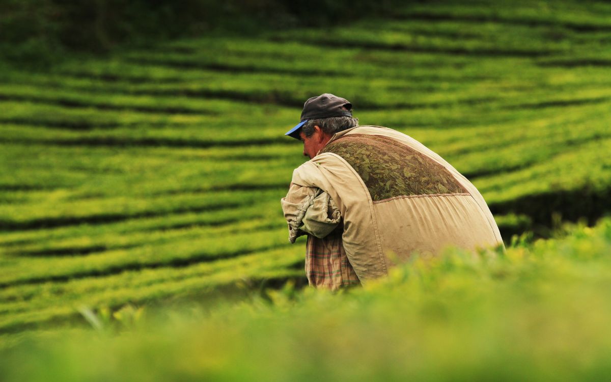 Estas serán las prioridades de la SADER bajo la guía de Julio Berdegué en el gobierno de Sheinbaum