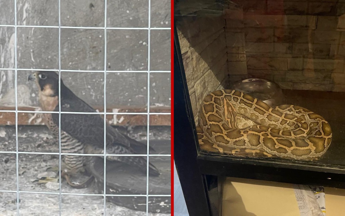 FGR asegura más de 70 animales exóticos en Veracruz