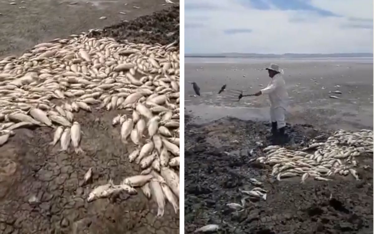 Grave sequía provoca muerte masiva de peces en Chihuahua | Video
