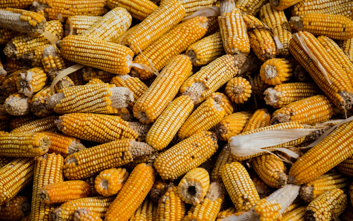 Monsanto desiste de juicio contra decreto de 2020 por Glifosato; continuan litigios contra otro que lo sustituyó en 2023