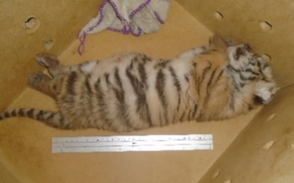 SSP asegura cachorro de tigre de bengala en retén de Quintana Roo