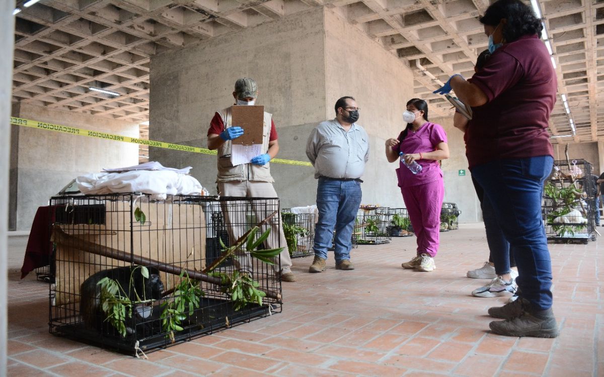 Situación de monos en el sureste mexicano se estabiliza: Semarnat