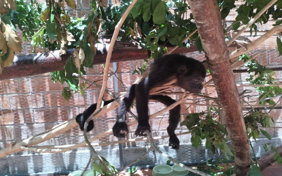 ¿Qué dijo Semarnat sobre la muerte de dos monos saraguatos en Edomex?