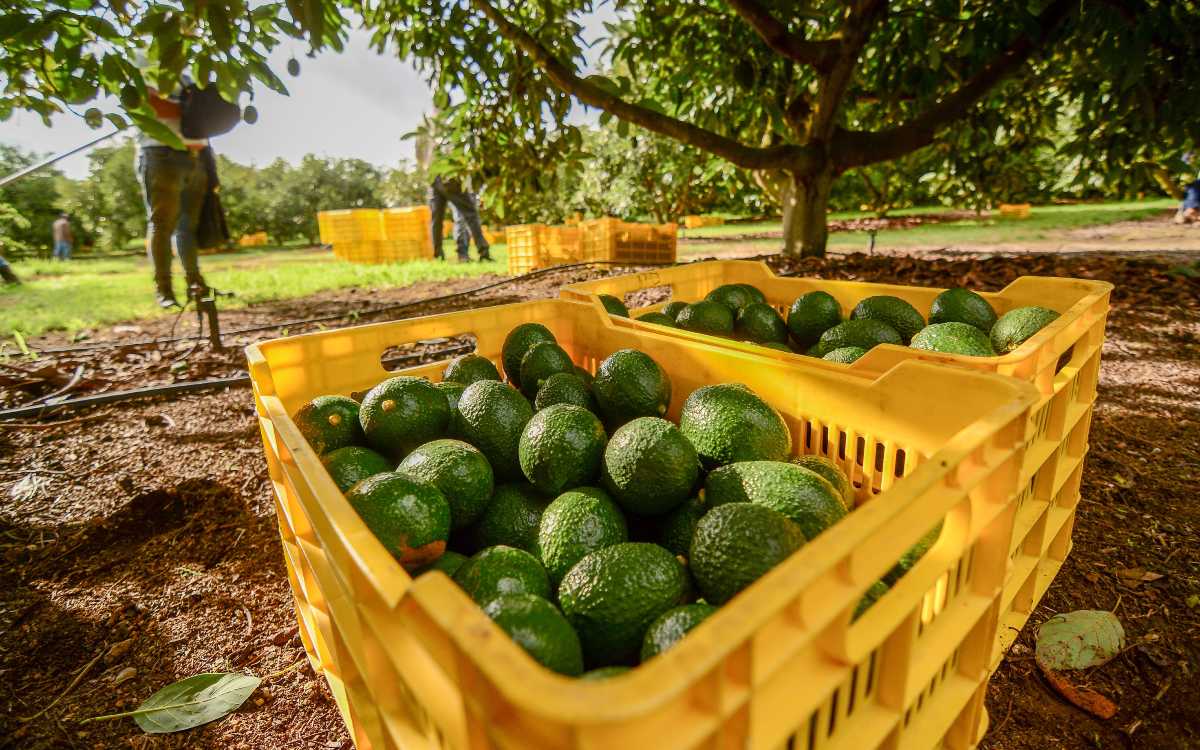 El negocio del aguacate está a punto de capitular ante la extorsión: ANPEC