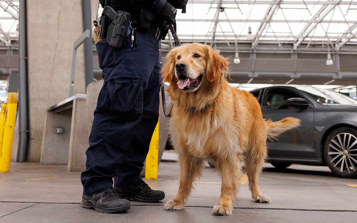 Goose, el golden retriever que lucha contra el fentanilo en EU