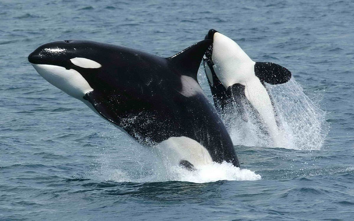 Orcas al ataque; nuevamente embisten velero en España
