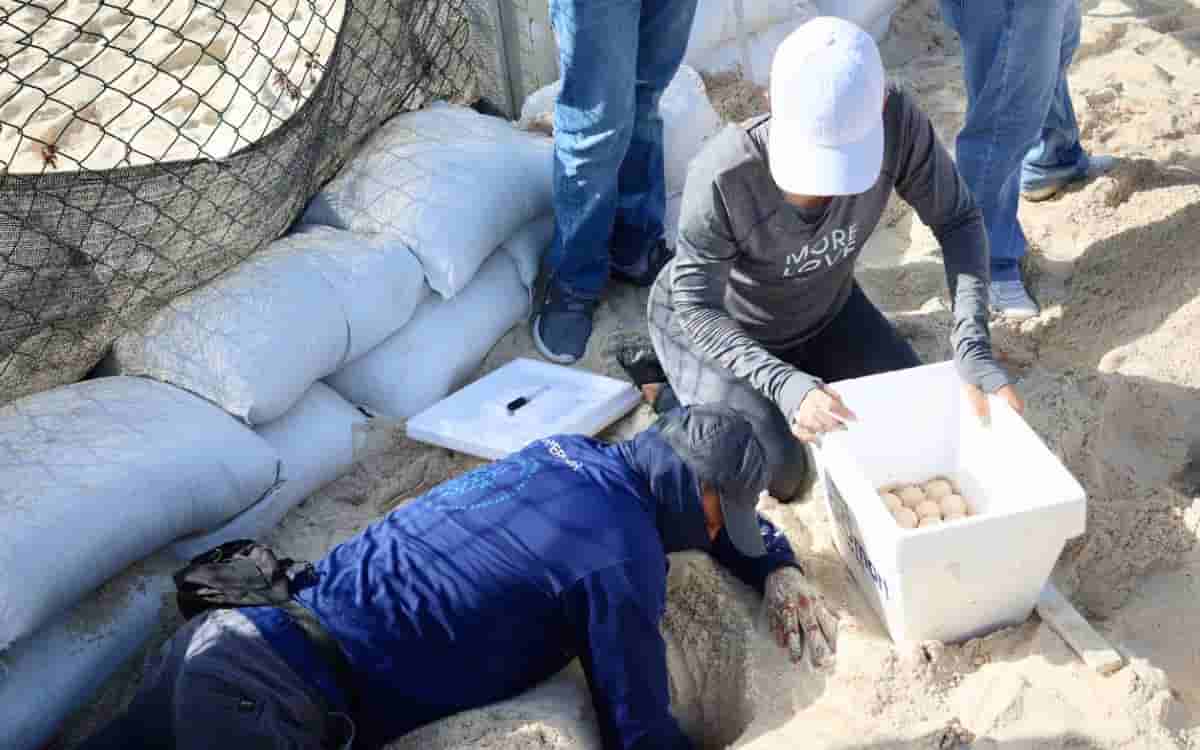 Video | Ante amenaza de Beryl, resguardan miles de huevos de tortuga en Cancún