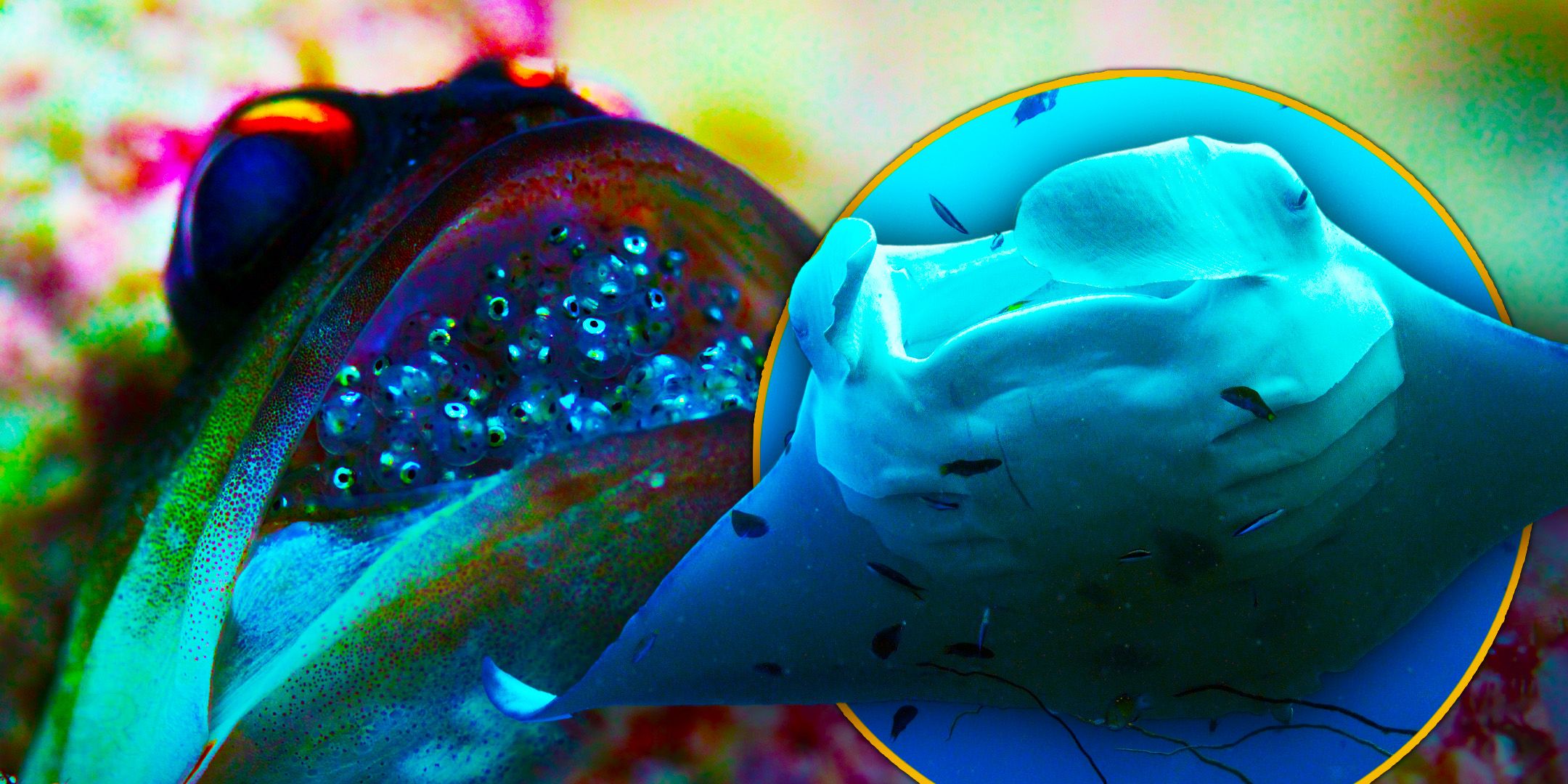 Nuestros cineastas de Oceans responden preguntas candentes sobre la nueva docuserie sobre la naturaleza de Netflix