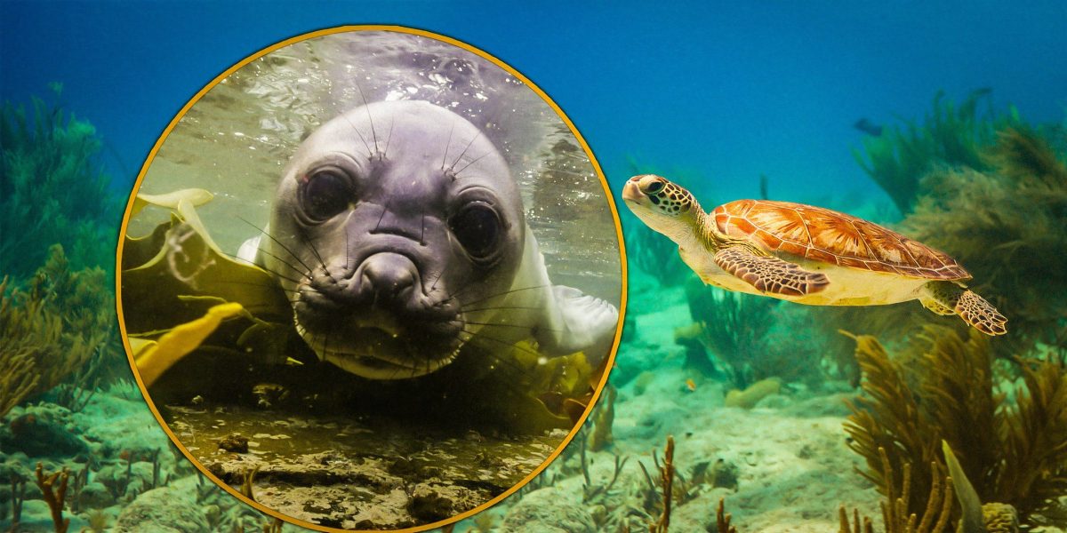 James Honeyborne y Jonathan Smith hablan sobre su nueva serie documental de Netflix, Our Oceans, que abarca todo el mundo