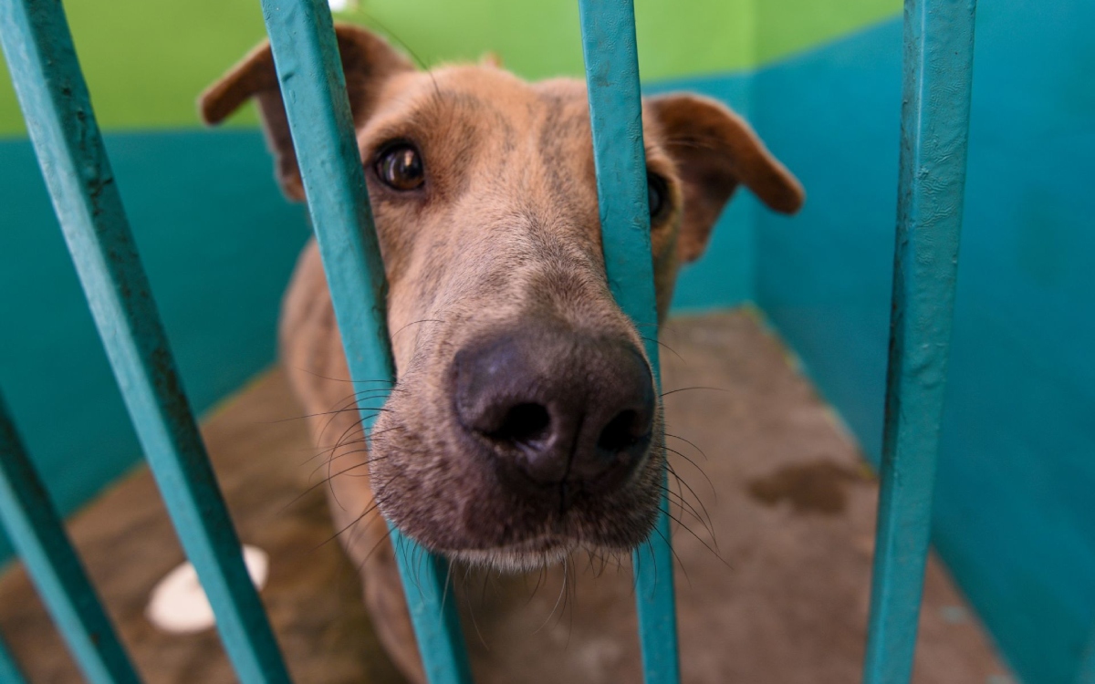 Ley General de Protección Animal podría justificar explotación animal: Berlanga