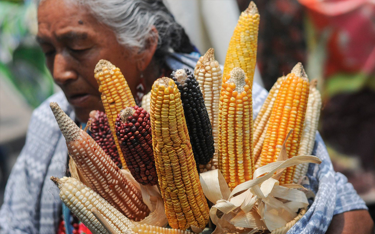 'Sin Maíz No Hay País' hace un llamado a seguir la lucha en contra el maíz transgénico