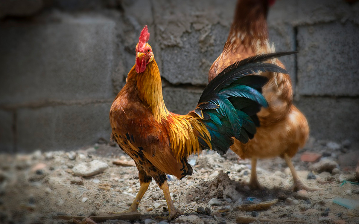 Cuatro muertos en ataque armado a palenque durante pelea de gallos