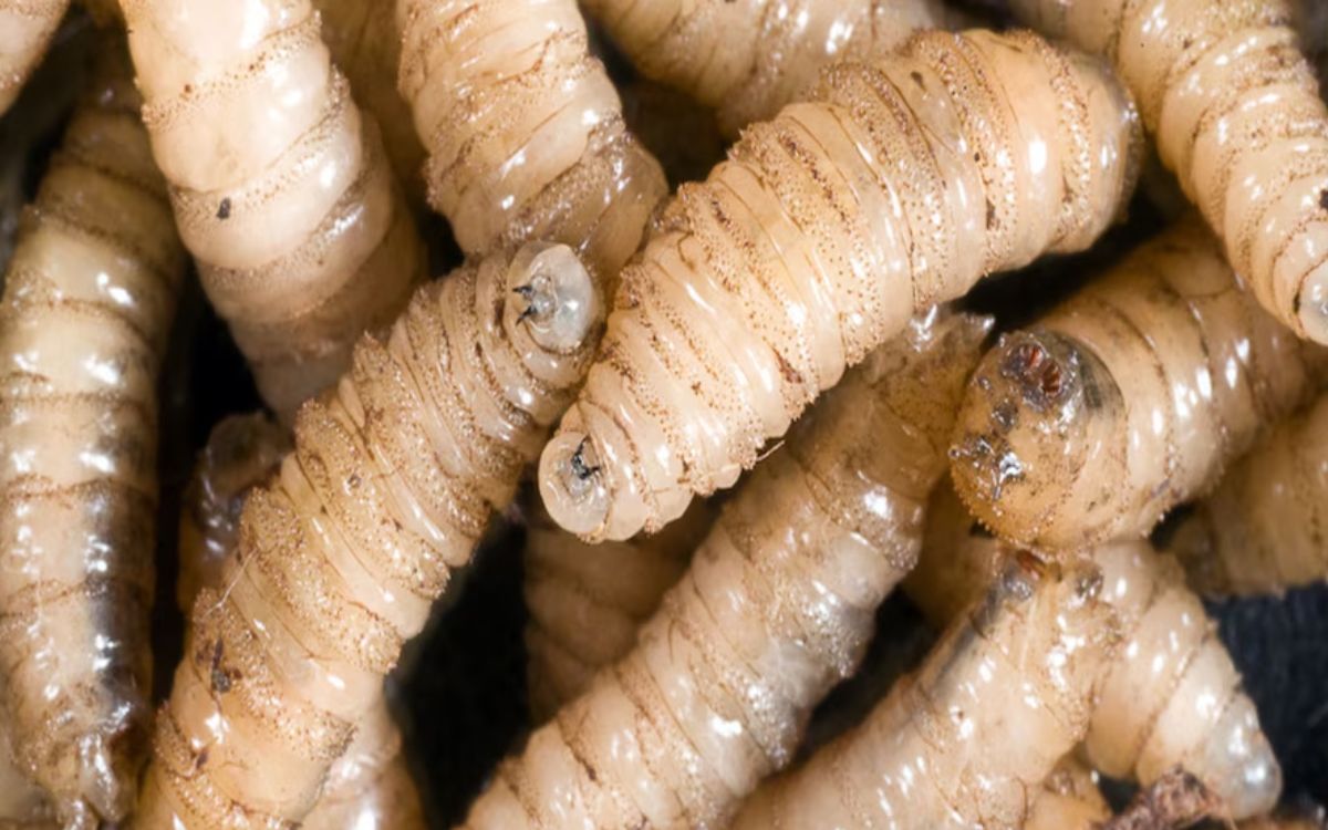 Reportan un segundo caso de miasis en México por gusano barrenador