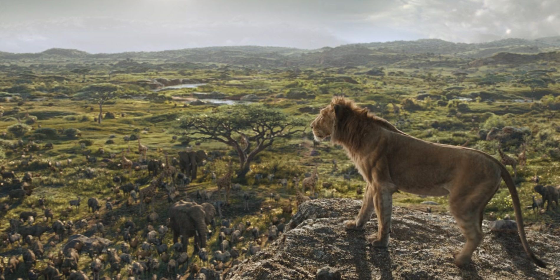 Mufasa estableciendo este debate de 31 años, el King Lion King, estaba muy atrasado