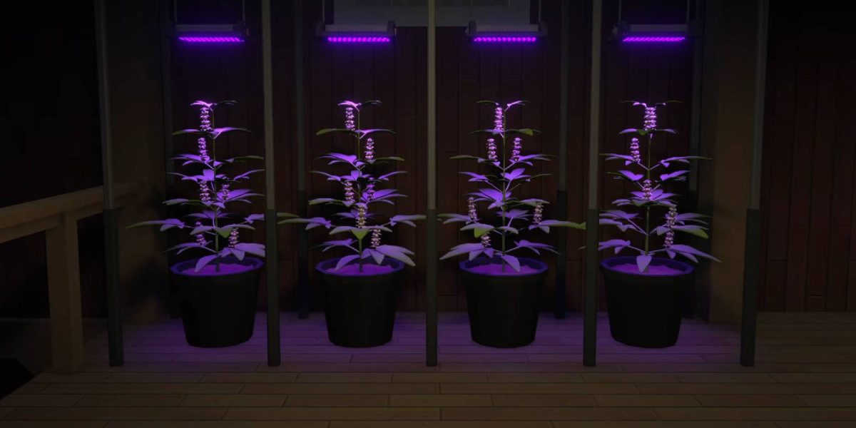 La mejor mezcla OG Kush en el Anexo 1