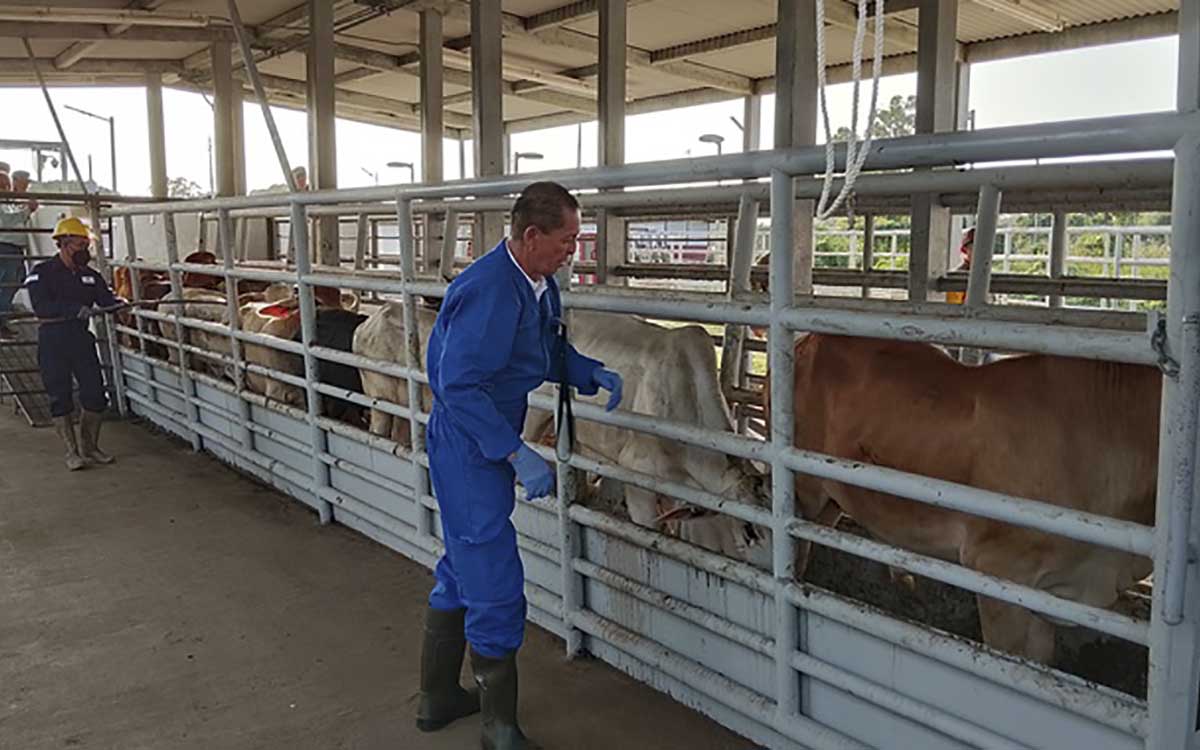 México tacha de "exceso" la petición de EU sobre el gusano barrenador en el ganado