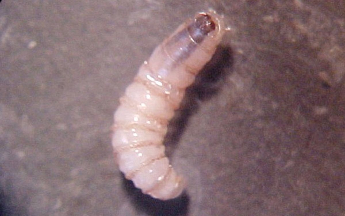 Por gusano barrenador, EU amenaza con restringir importaciones de ganado mexicano