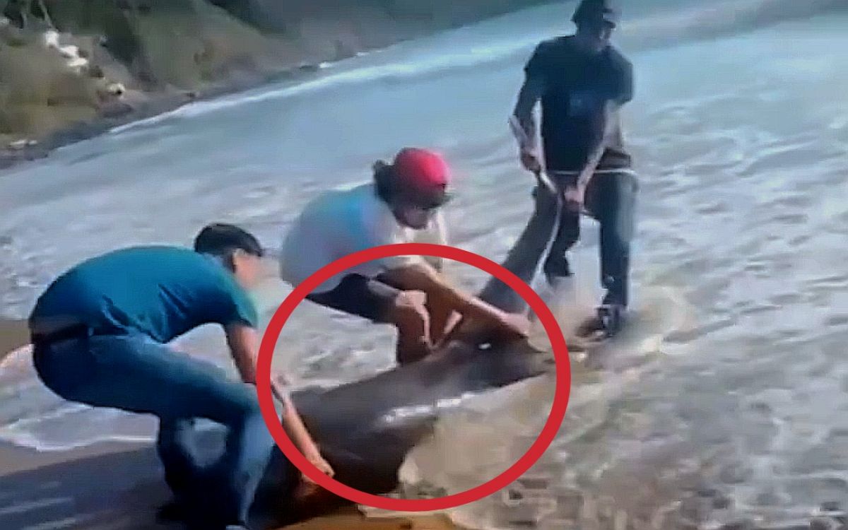 Rescate de delfín en Chacala termina en tragedia horas después