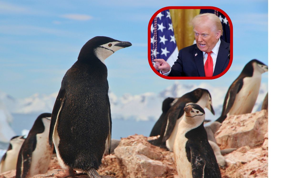 Trump impone aranceles a islas habitadas solo por pingüinos y focas