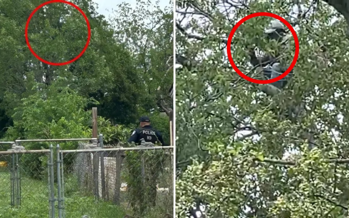 Video | Migrante pasa ocho horas trepado en un árbol para no ser arrestado