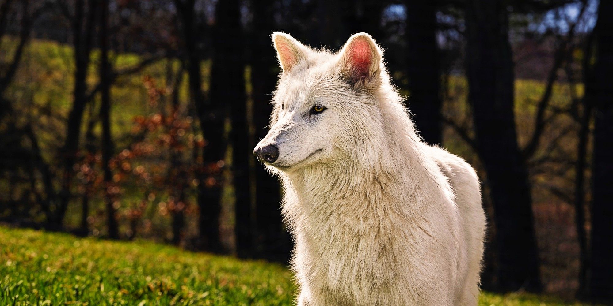 Se han traído de la extinción en innovación científica sin precedentes.