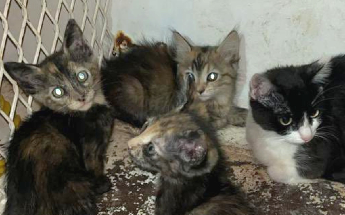 Catean vivienda por maltrato animal: rescatan a siete felinos