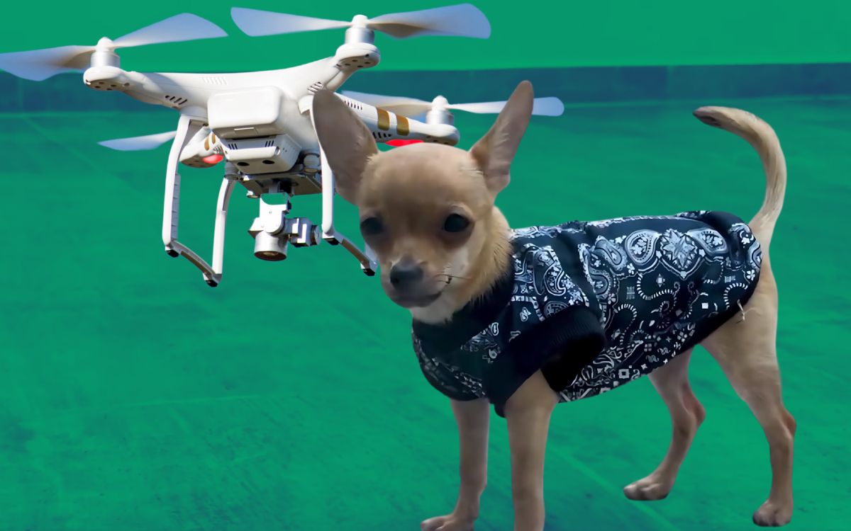 Elevan a perrito con un dron en Quintana Roo; gobierno lo rescata y resguarda