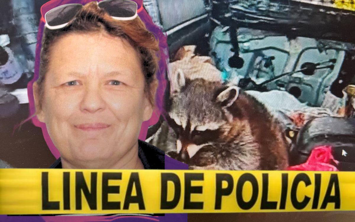 Un mapache con pipa de metanfetamina sorprende a la policía durante un arresto en Ohio