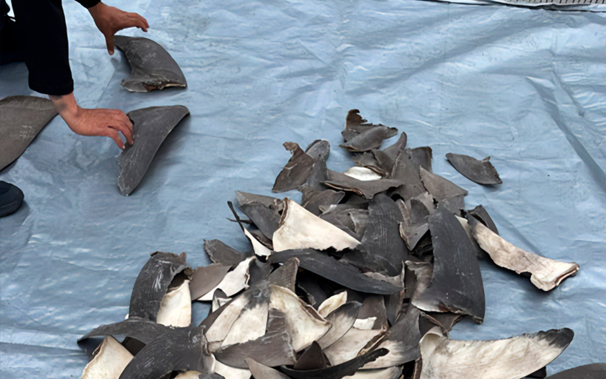 Aseguran 2 mil 433 kilos de aletas de tiburón con rumbo a Shanghai