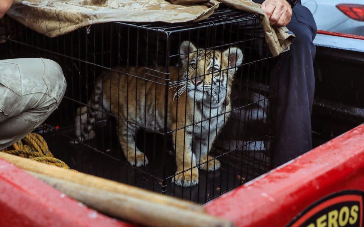 Edomex | Rescatan cachorro de tigre de bengala en taqueria de Naucalpan