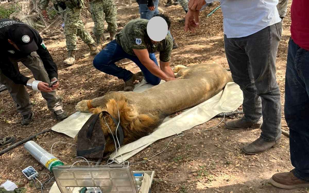 FGR aseguró dos leones durante cateo en Tuxpan, Nayarit