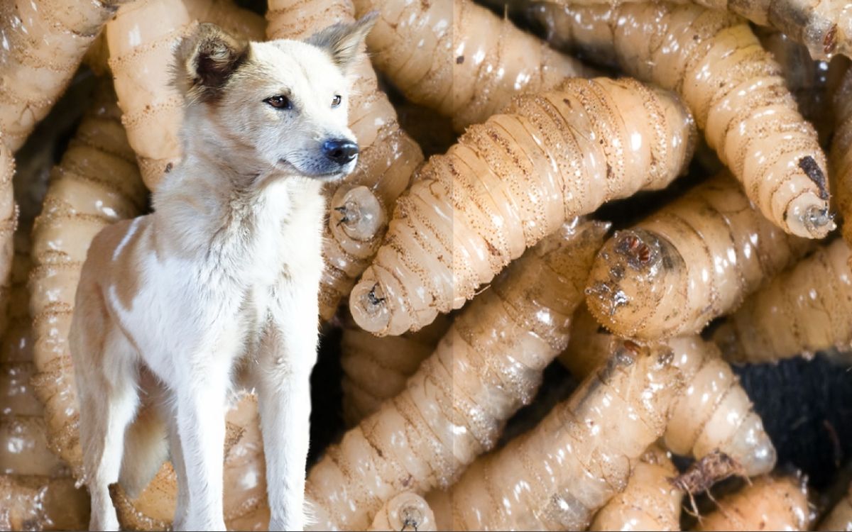 Oaxaca | Confirman primer caso de gusano barrenador en un perro