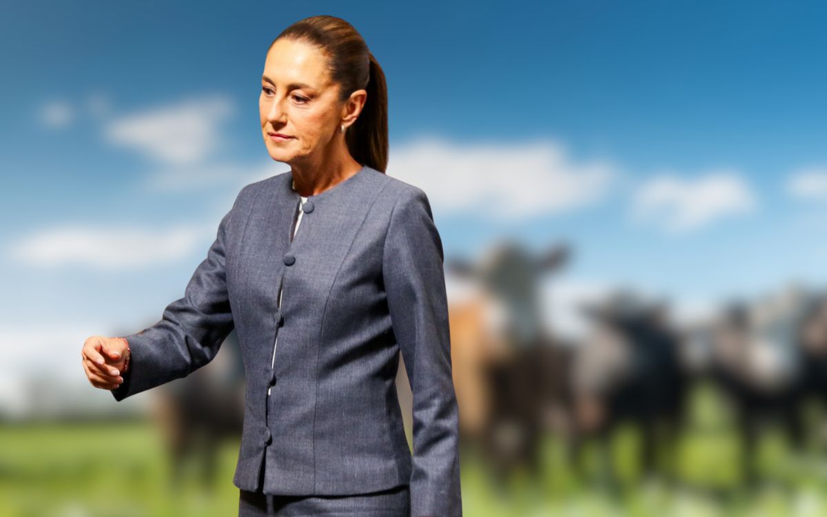 Sheinbaum asegura 'no hay fecha' para reanudar exportaciones de ganado a EU