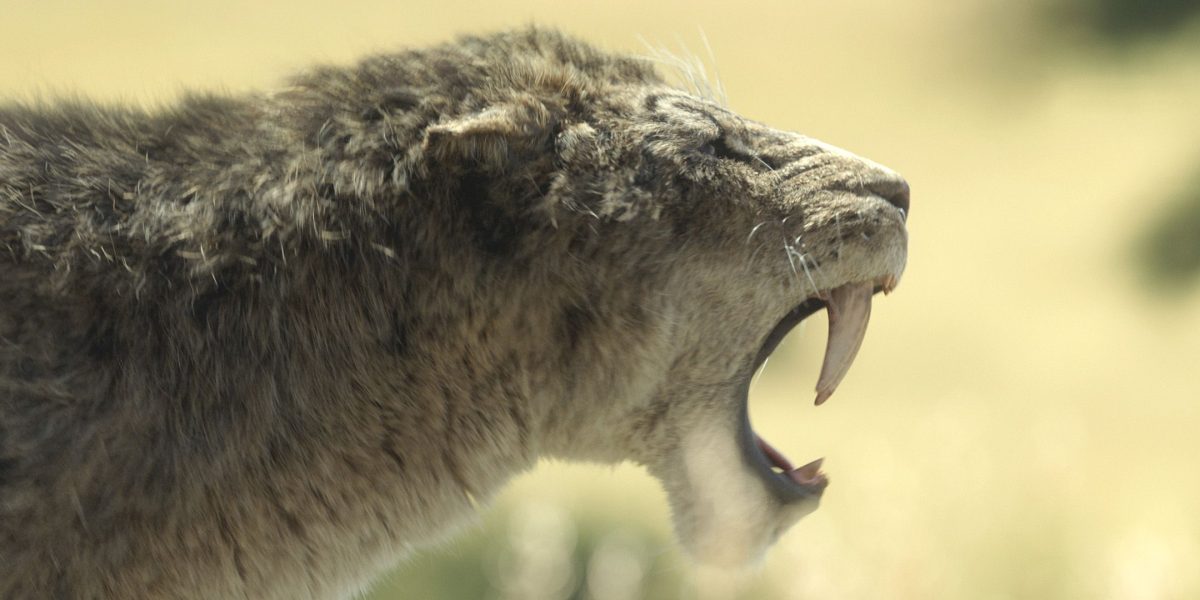 Scimitar Toothed Cats está estrella en imágenes de The Return of Apple TV +'s Prehistoric Planet