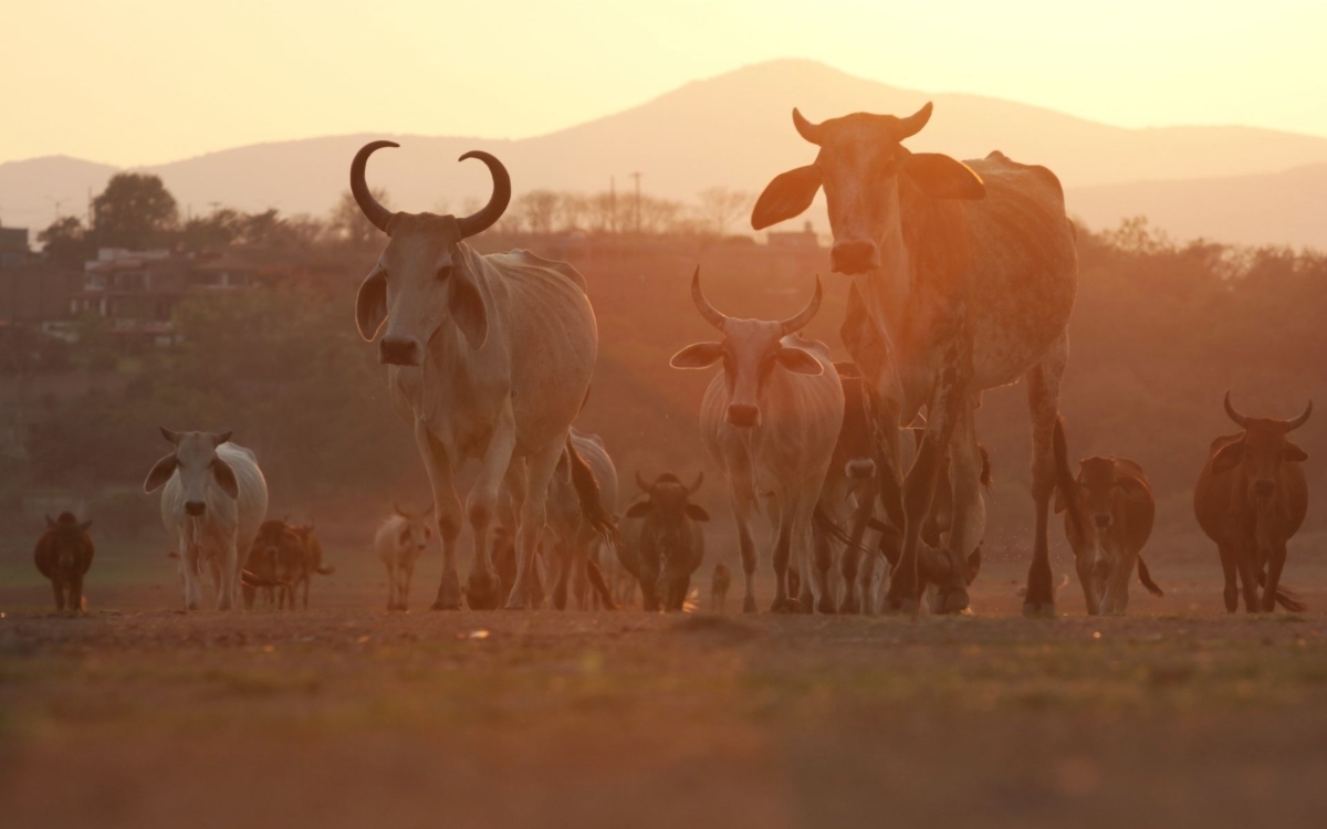 Gusano barrenador llega a zona de amortiguamiento de la biósfera de la selva El Ocote, en Chiapas