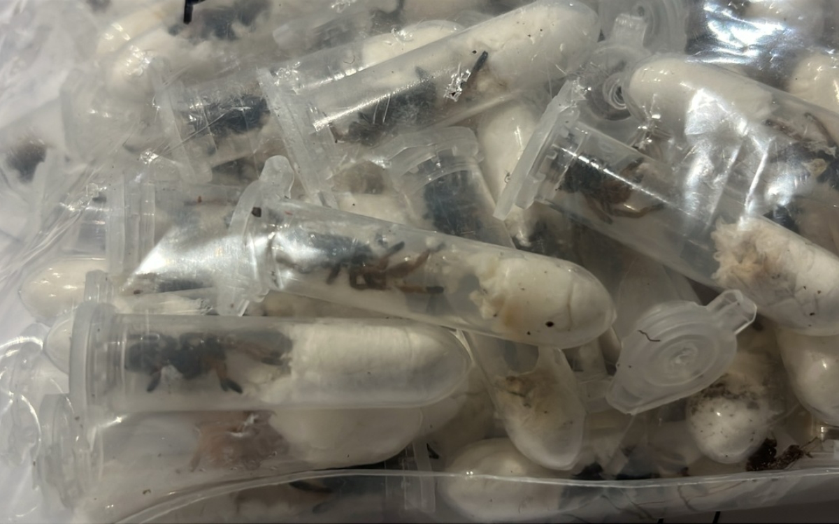 Hallan 1,500 tarántulas escondidas en paquetes de galletas