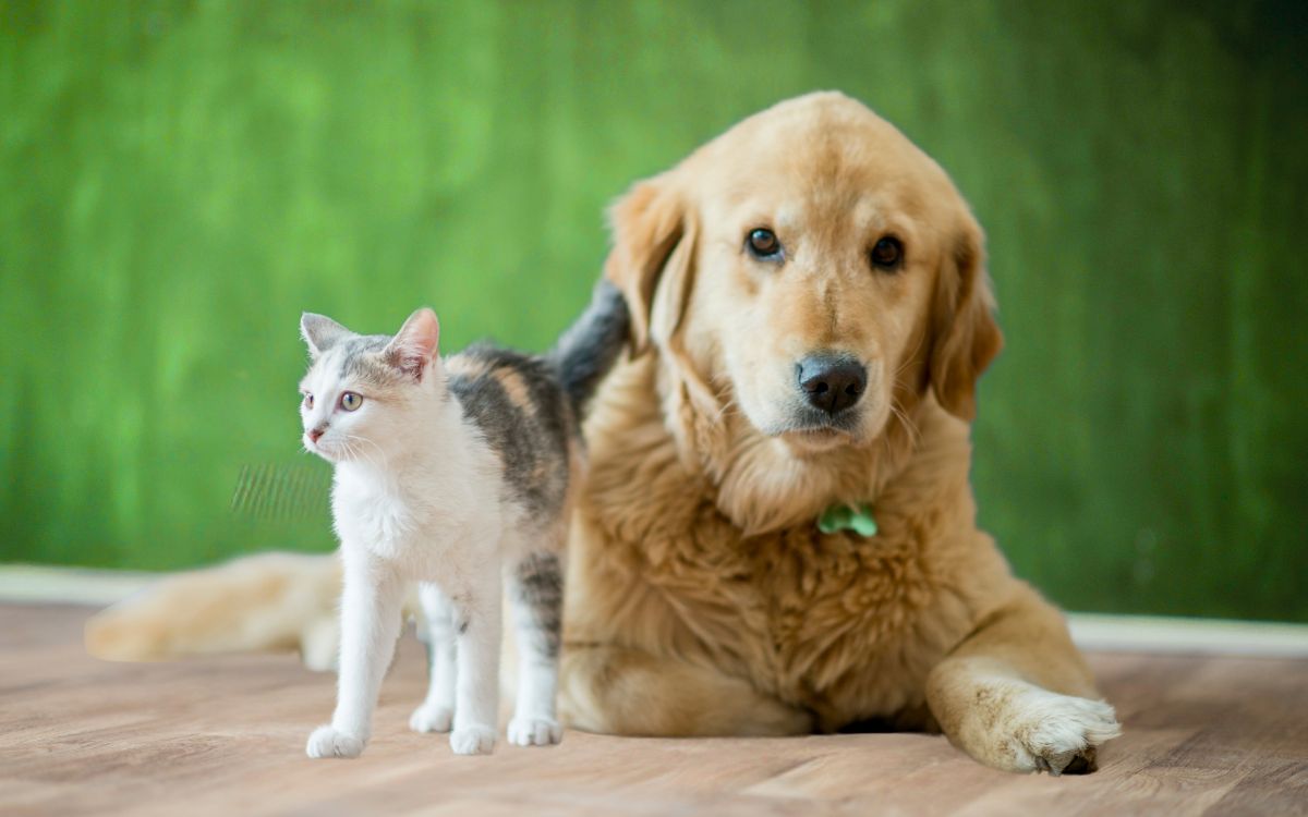 Protege a tus mascotas del gusano barrenador; consejos clave