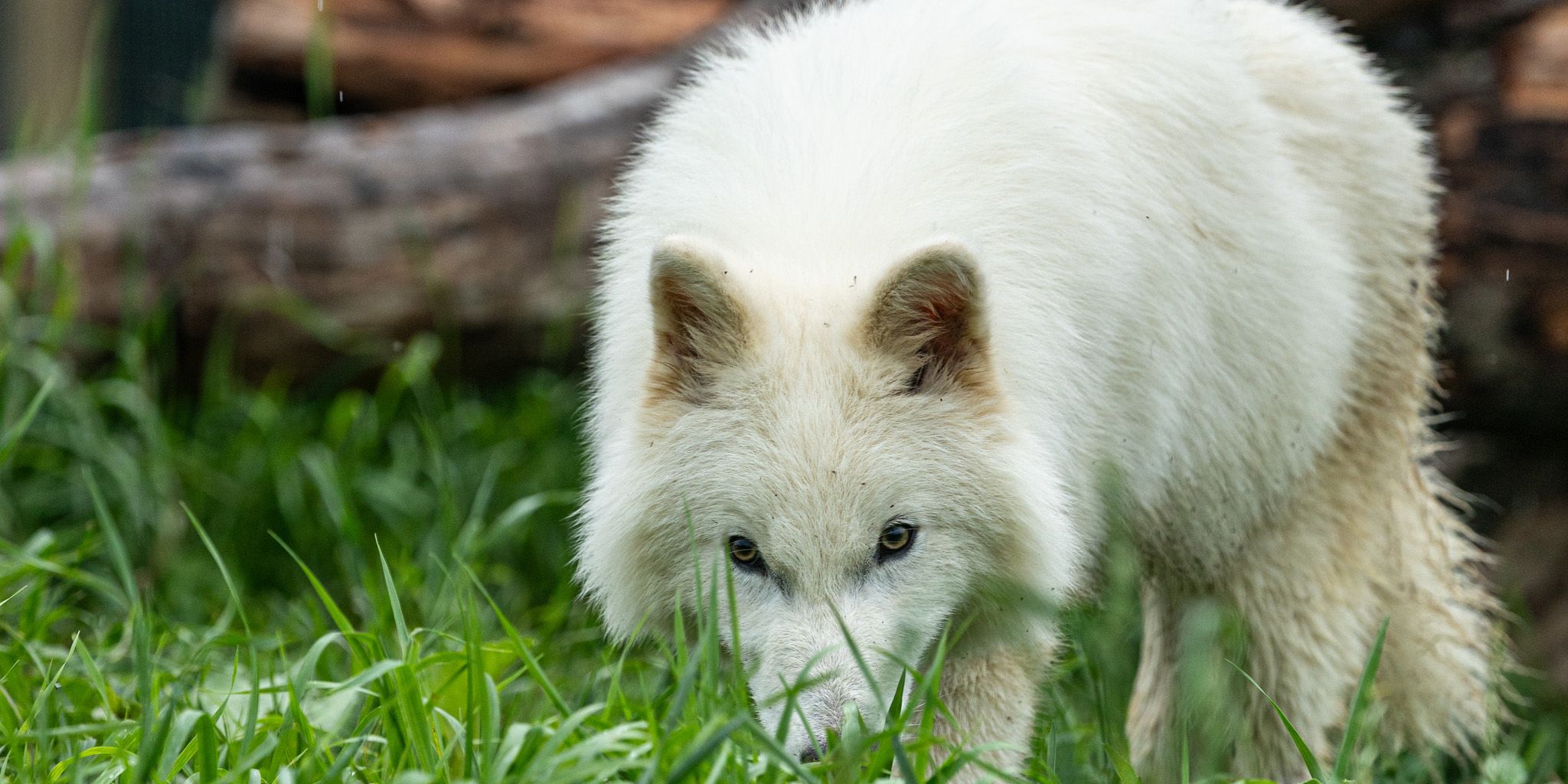 La primera reunión conmovedora de los cachorros de Lobo de Dire en el hito de la extinción de Colossal